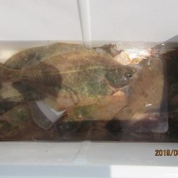 大進丸(新潟) 釣果