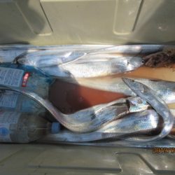 大進丸（新潟） 釣果