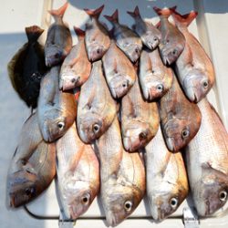 Marine T Design マリンティーデザイン 釣果