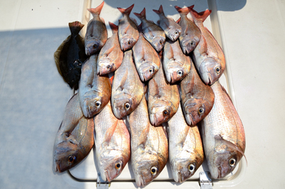 Marine T Design マリンティーデザイン 釣果