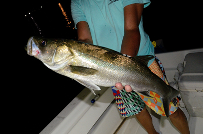 Marine T Design　マリンティ…