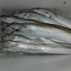 開進丸 釣果