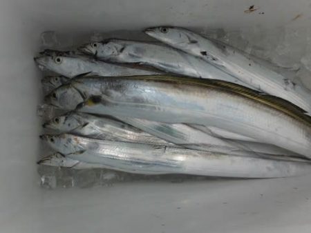 開進丸 釣果