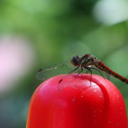 小菅トラウトガーデン 釣果