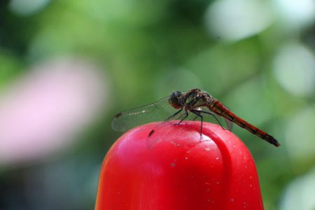 小菅トラウトガーデン 釣果