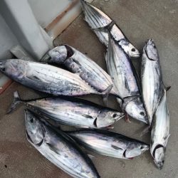 へいみつ丸 釣果