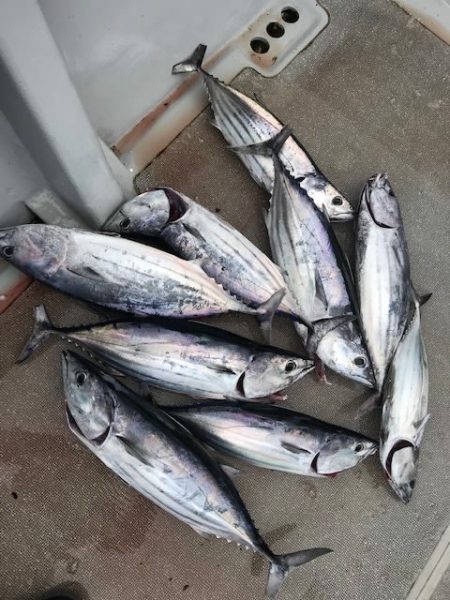 へいみつ丸 釣果