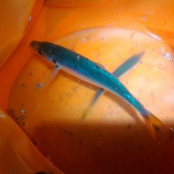 浜名湖 アジング ナイトゲーム