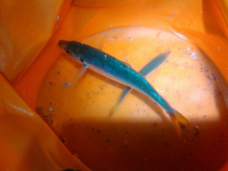 浜名湖 アジング ナイトゲーム