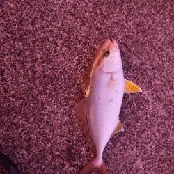 鹿児島釣行 2日目