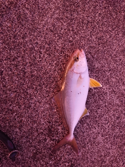 鹿児島釣行 2日目