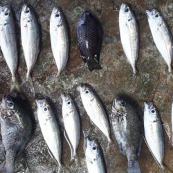 グレ!!アジ!! フグまでも、、、、汗