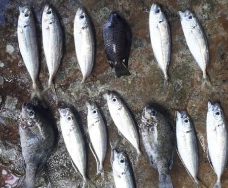 グレ!!アジ!! フグまでも、、、、汗