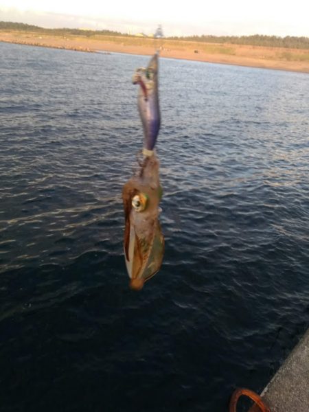 アオリイカ釣り