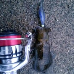 アオリイカ釣り