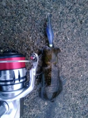 アオリイカ釣り