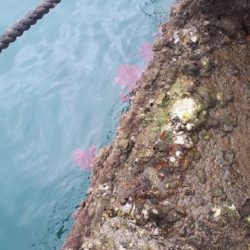 鯛！！！！グレ！！！！！