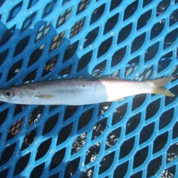 オリジナルメーカー海づり公園(市原市海づり施設) 釣果