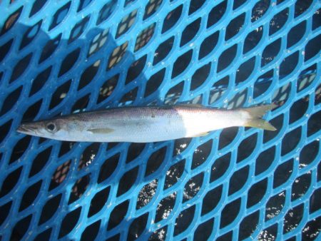 オリジナルメーカー海づり公園(市原市海づり施設) 釣果