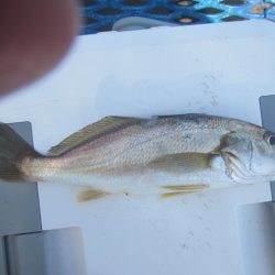 オリジナルメーカー海づり公園(市原市海づり施設) 釣果