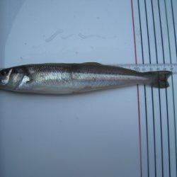 オリジナルメーカー海づり公園(市原市海づり施設) 釣果