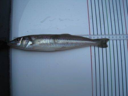 オリジナルメーカー海づり公園(市原市海づり施設) 釣果