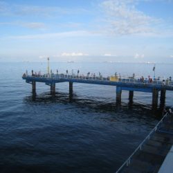 オリジナルメーカー海づり公園(市原市海づり施設) 釣果