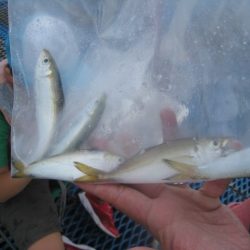 オリジナルメーカー海づり公園(市原市海づり施設) 釣果