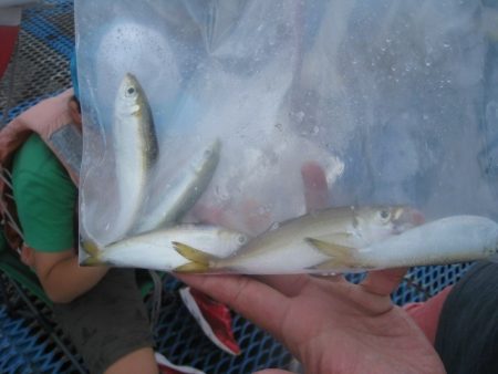 オリジナルメーカー海づり公園(市原市海づり施設) 釣果