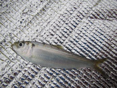 オリジナルメーカー海づり公園(市原市海づり…