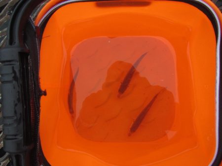 オリジナルメーカー海づり公園(市原市海づり施設) 釣果