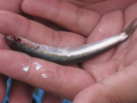 オリジナルメーカー海づり公園(市原市海づり施設) 釣果