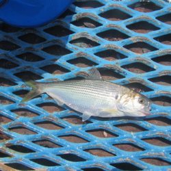 オリジナルメーカー海づり公園(市原市海づり施設) 釣果