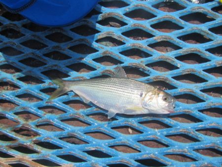 オリジナルメーカー海づり公園(市原市海づり施設) 釣果