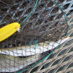 オリジナルメーカー海づり公園(市原市海づり施設) 釣果