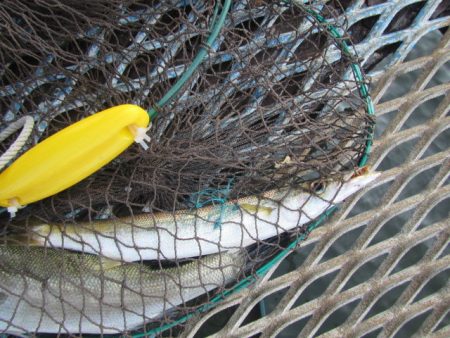 オリジナルメーカー海づり公園(市原市海づり施設) 釣果