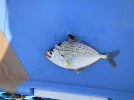 オリジナルメーカー海づり公園(市原市海づり施設) 釣果