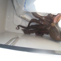 オリジナルメーカー海づり公園(市原市海づり施設) 釣果