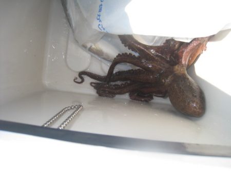 オリジナルメーカー海づり公園(市原市海づり施設) 釣果