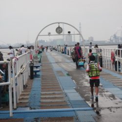 オリジナルメーカー海づり公園(市原市海づり施設) 釣果