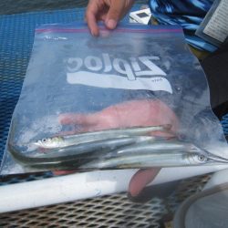 オリジナルメーカー海づり公園(市原市海づり施設) 釣果