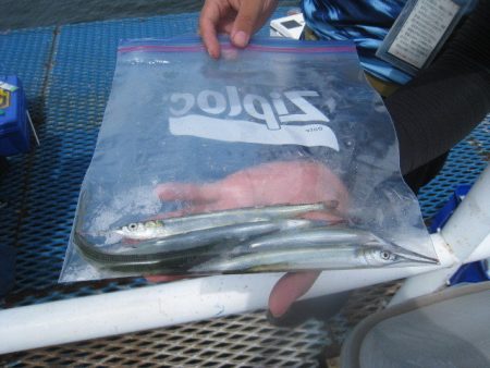 オリジナルメーカー海づり公園(市原市海づり施設) 釣果