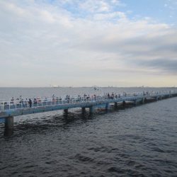 オリジナルメーカー海づり公園(市原市海づり施設) 釣果