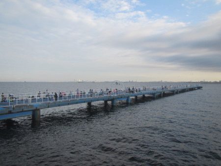 オリジナルメーカー海づり公園(市原市海づり施設) 釣果