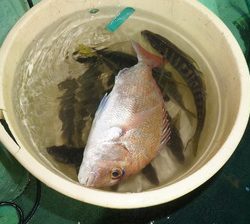 恵陽丸 釣果