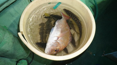 恵陽丸 釣果