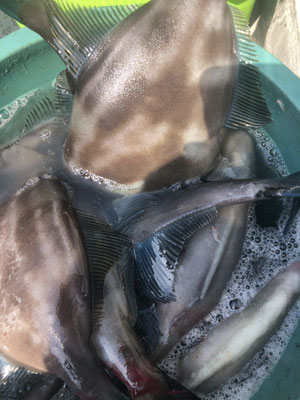 さんさん丸 釣果