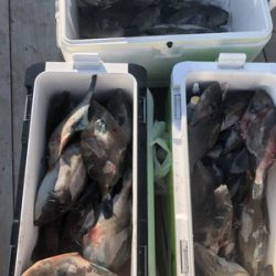 さんさん丸 釣果