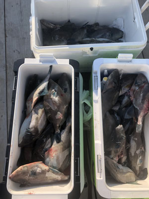 さんさん丸 釣果