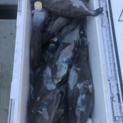 さんさん丸 釣果